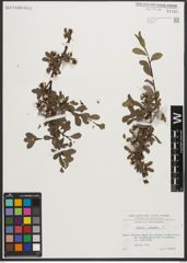 Foto von Salix retusa L.